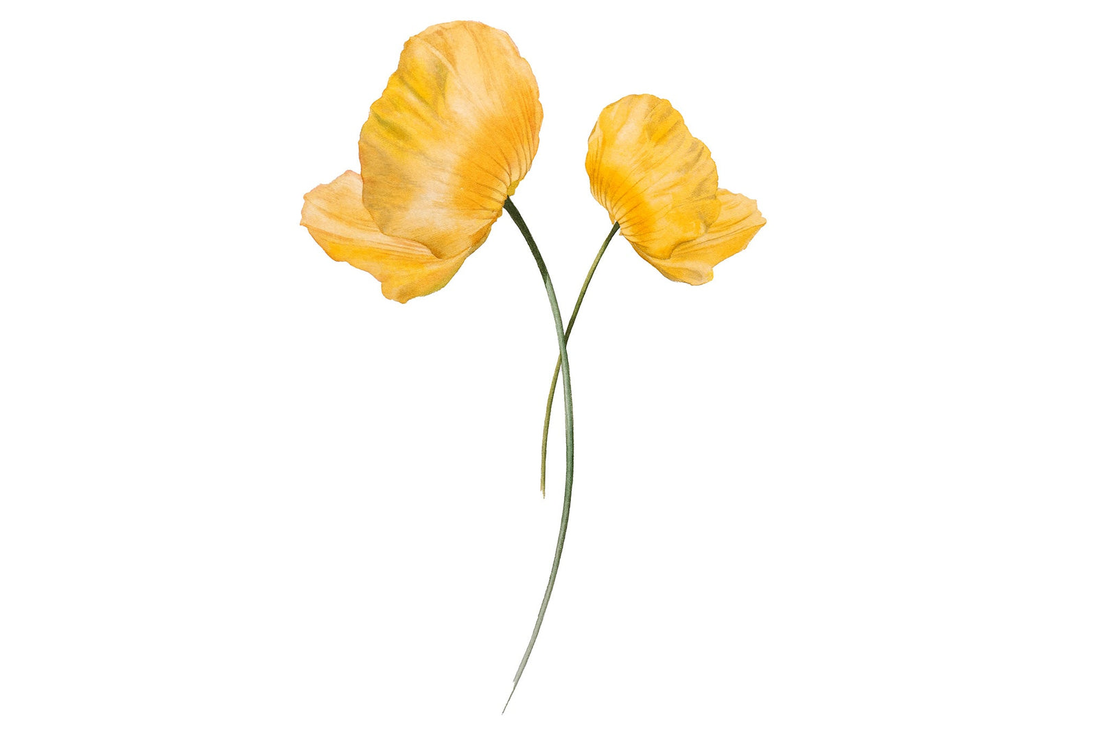 Meconopsis cambrica (Welsh Poppy)