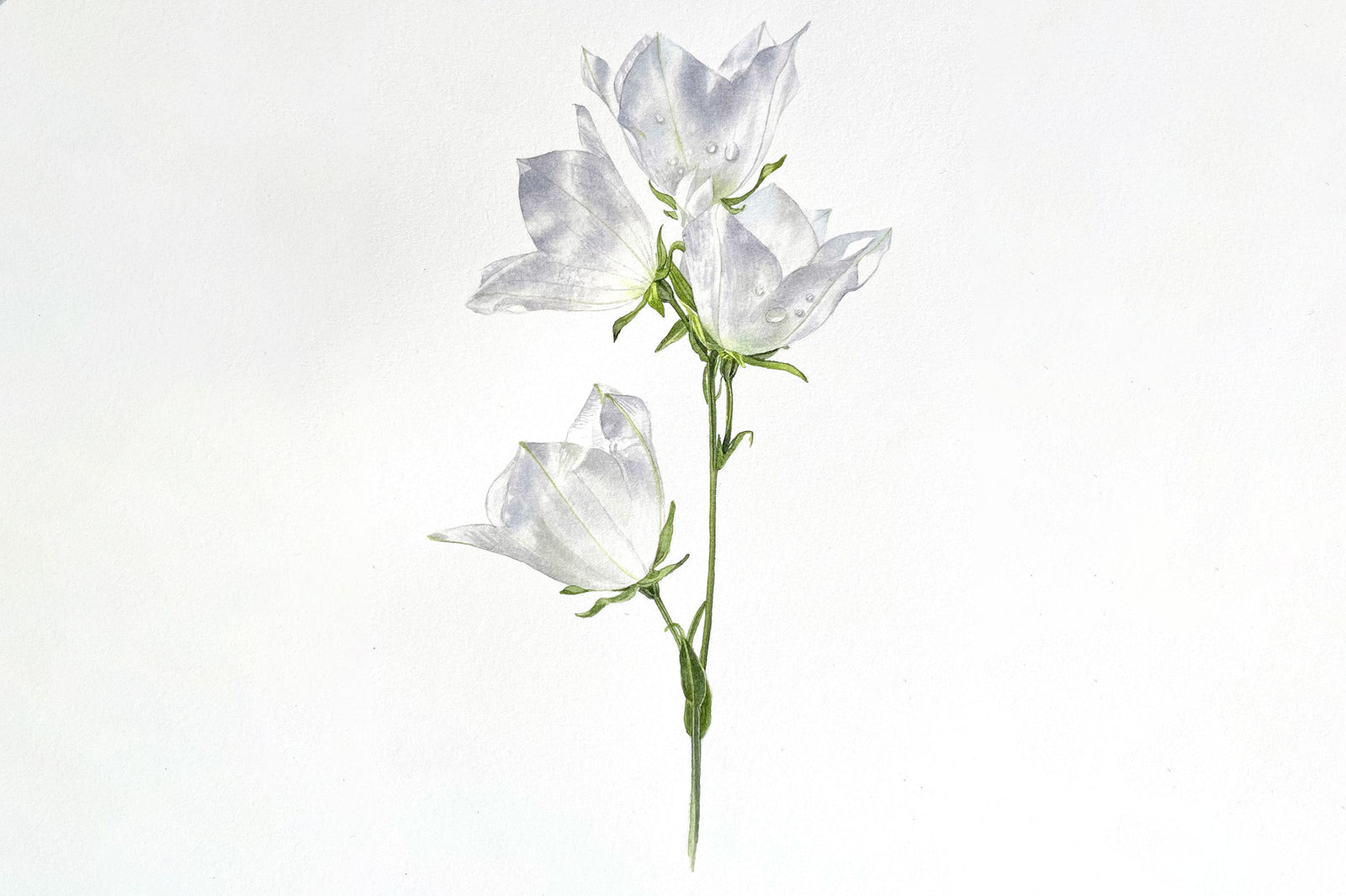 Peach-Leaved White Bellflower