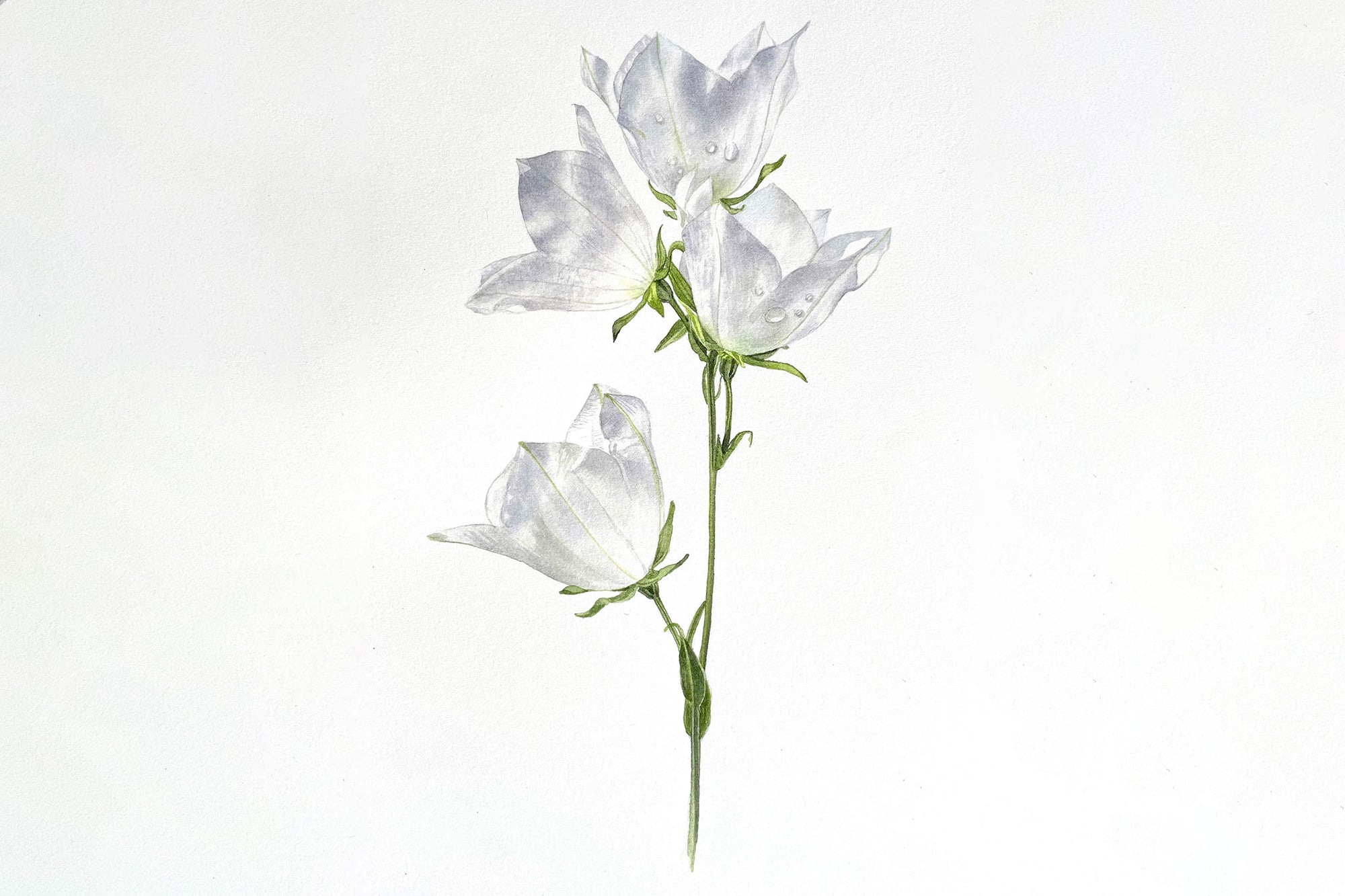 Peach-Leaved White Bellflower