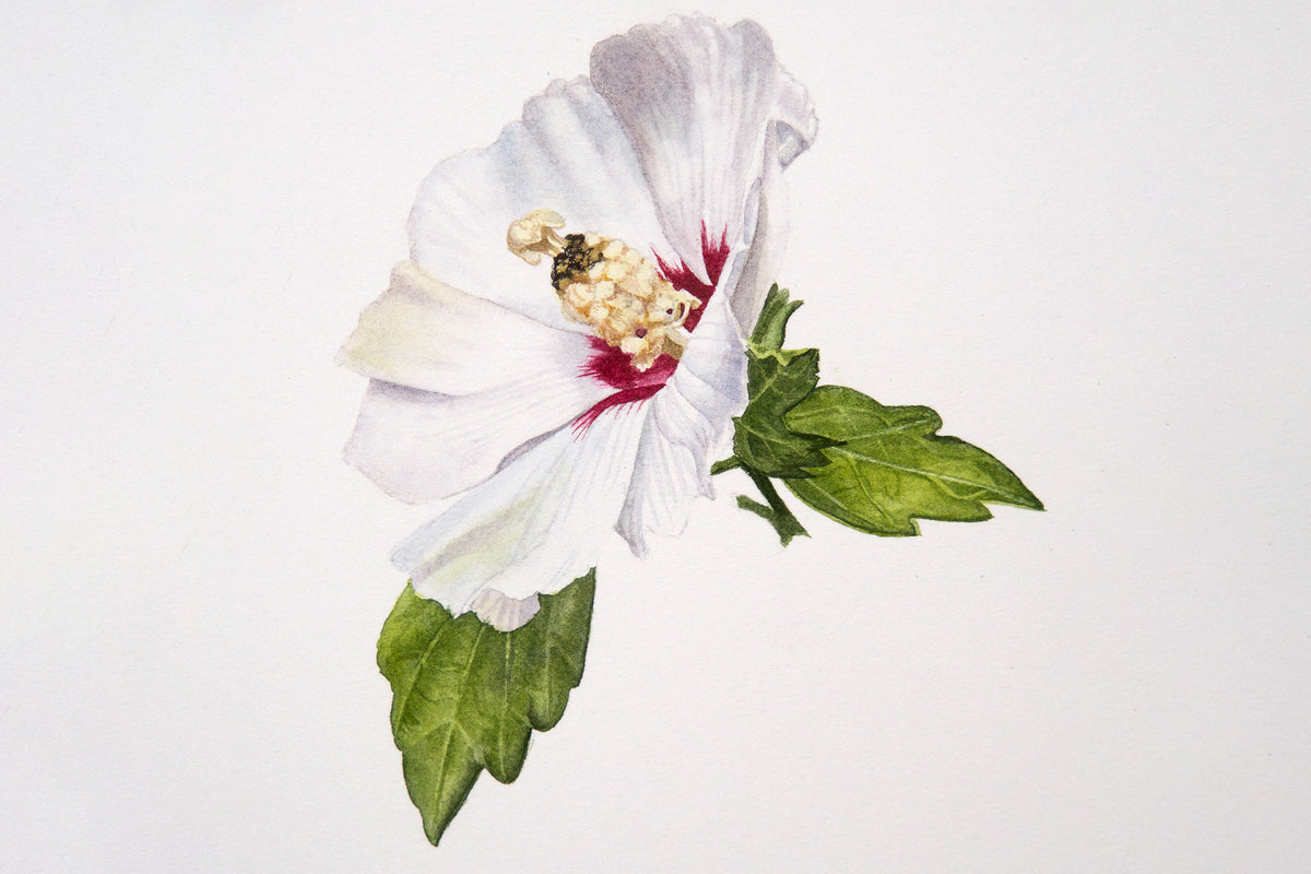 White Hibiscus Flower