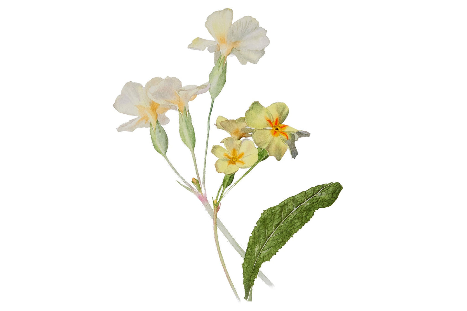 Yellow Primrose Composition