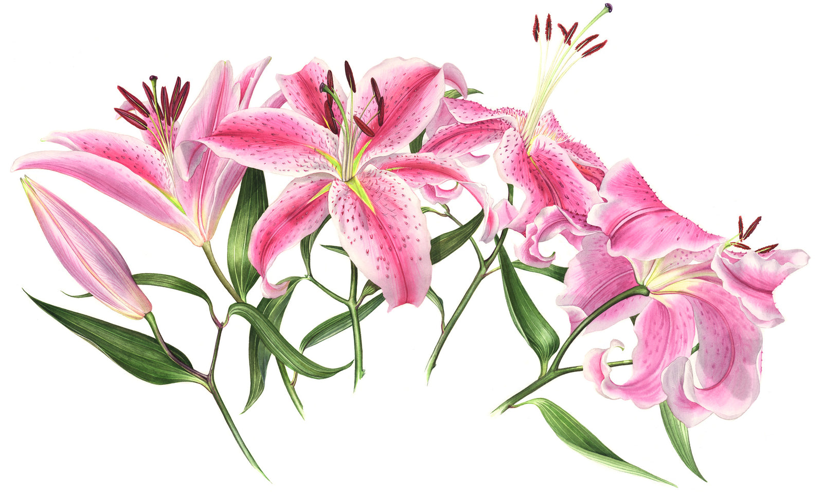 Botanical Art School