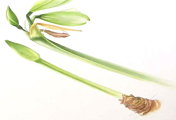 Billy Showell Amaryllis Bud - Preview Watercolour Tutorial