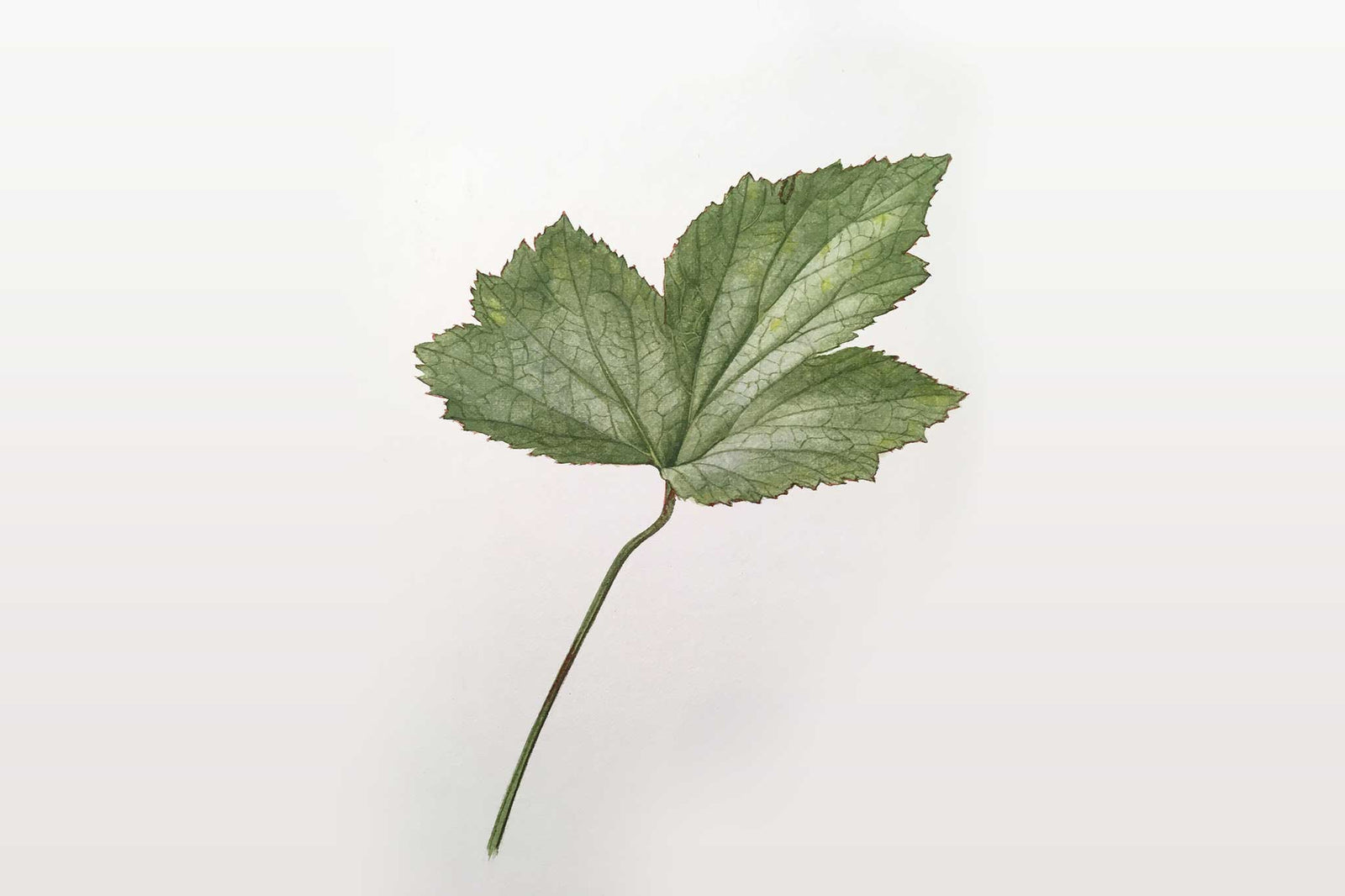 Billy Showell Japanese Anemone Leaf - Preview Watercolour Tutorial