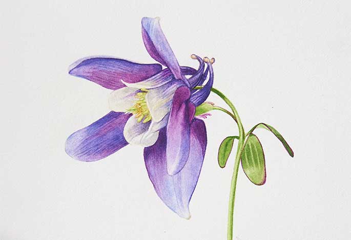 Billy Showell Aquilegia - Preview Watercolour Tutorial
