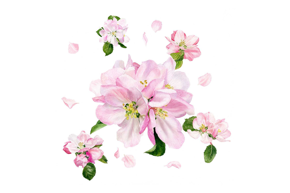 Apple Blossom