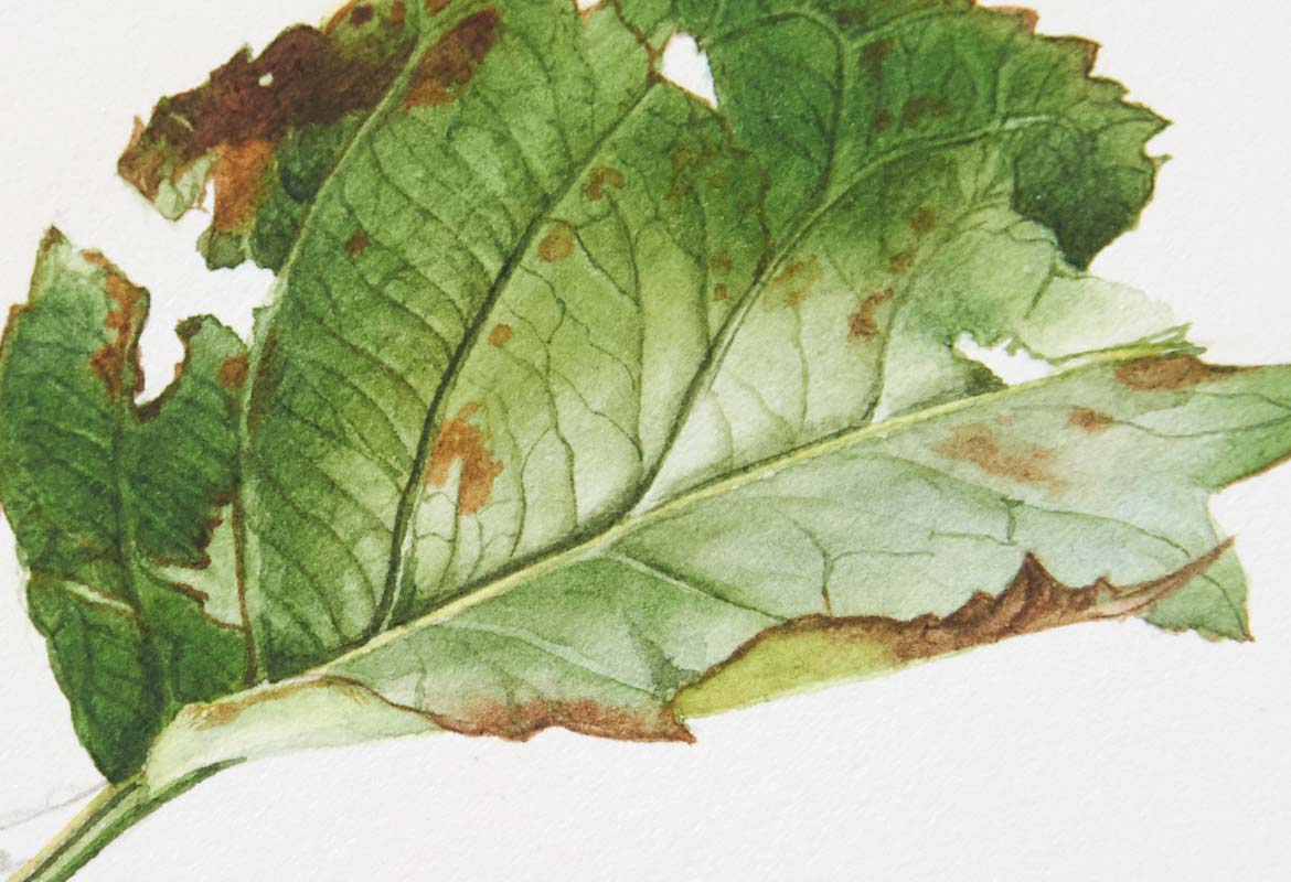 Billy Showell Bramley Apple Leaf - Preview Watercolour Tutorial