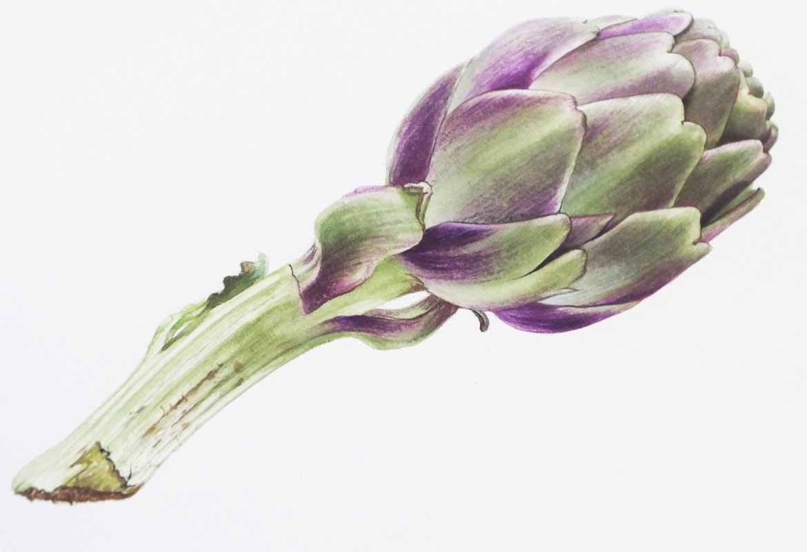 Billy Showell Artichoke Part 2 - Preview Watercolour Tutorial