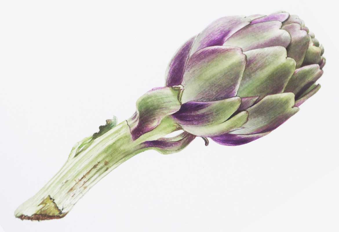 Billy Showell Artichoke Part 1 - Preview Watercolour Tutorial