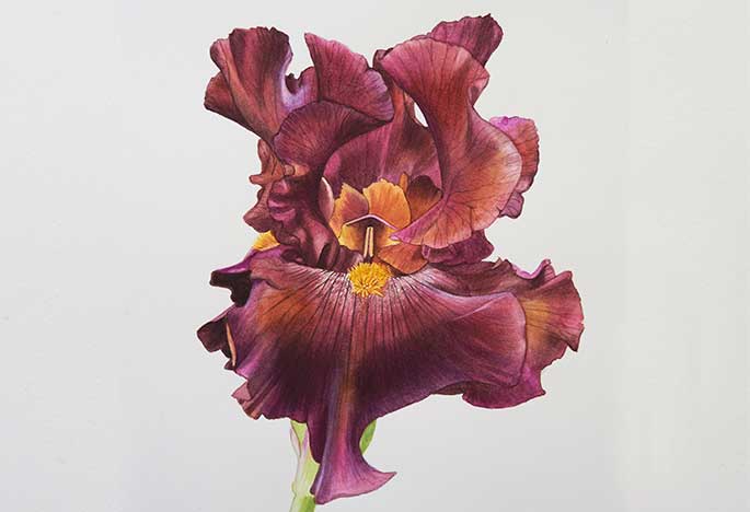 Billy Showell Bearded Iris Part 1 - Preview Watercolour Tutorial