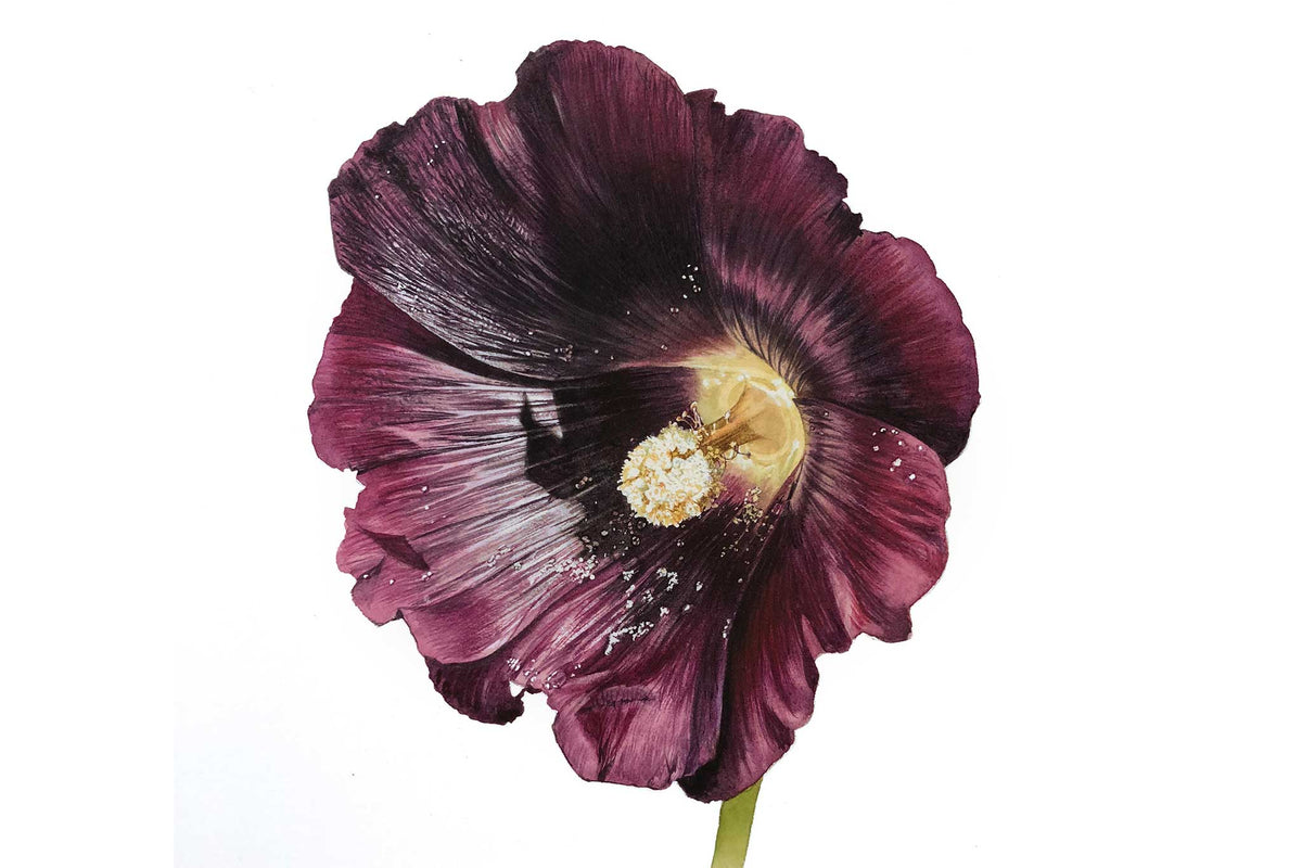 Billy Showell Black Hollyhock (Althaea Rosea) Part 2 - Preview Watercolour Tutorial