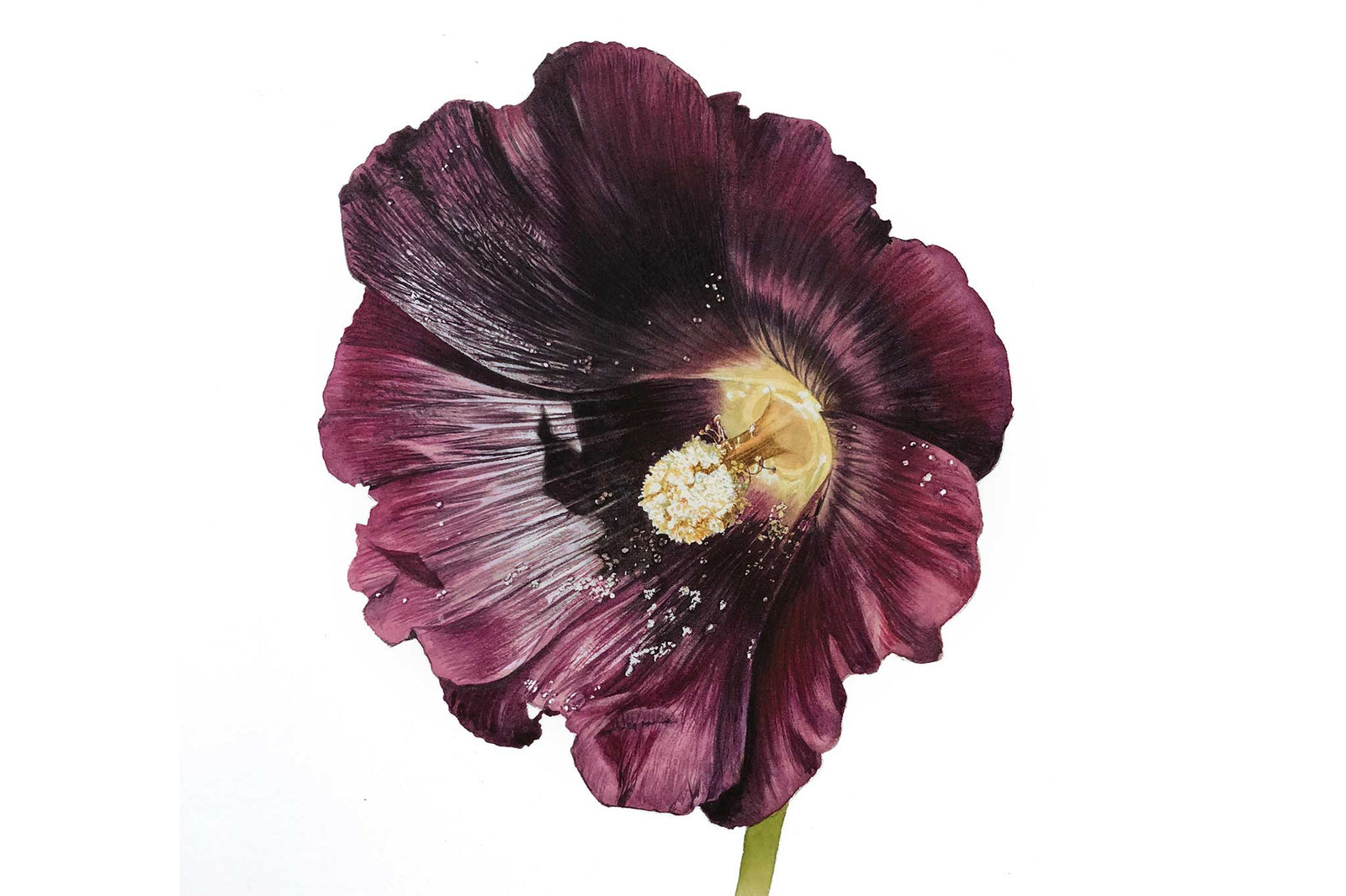 Billy Showell Black Hollyhock (Althaea Rosea) Part 2 - Preview Watercolour Tutorial