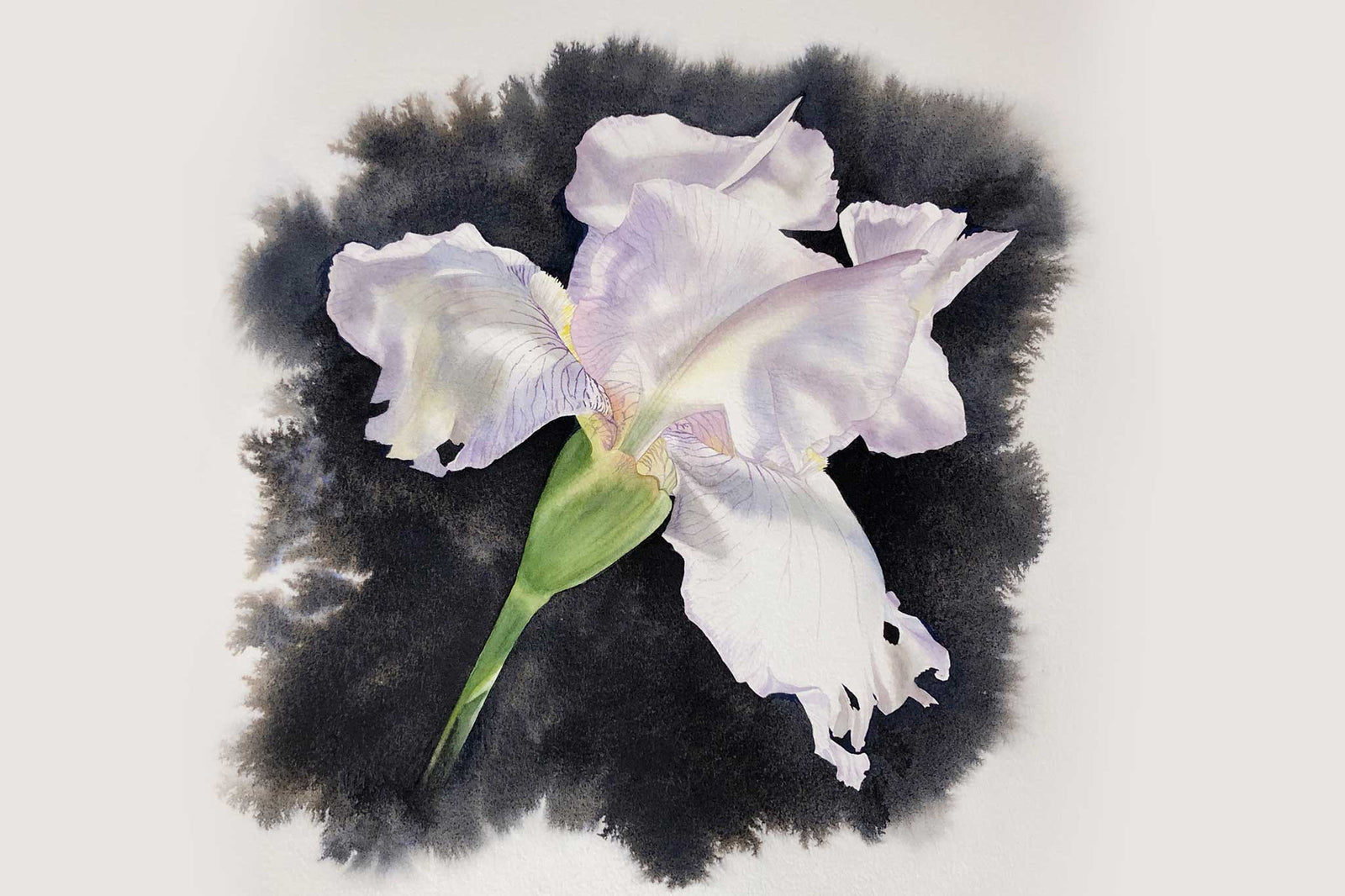 Billy Showell White Iris on Black Part 2 - Preview Watercolour Tutorial
