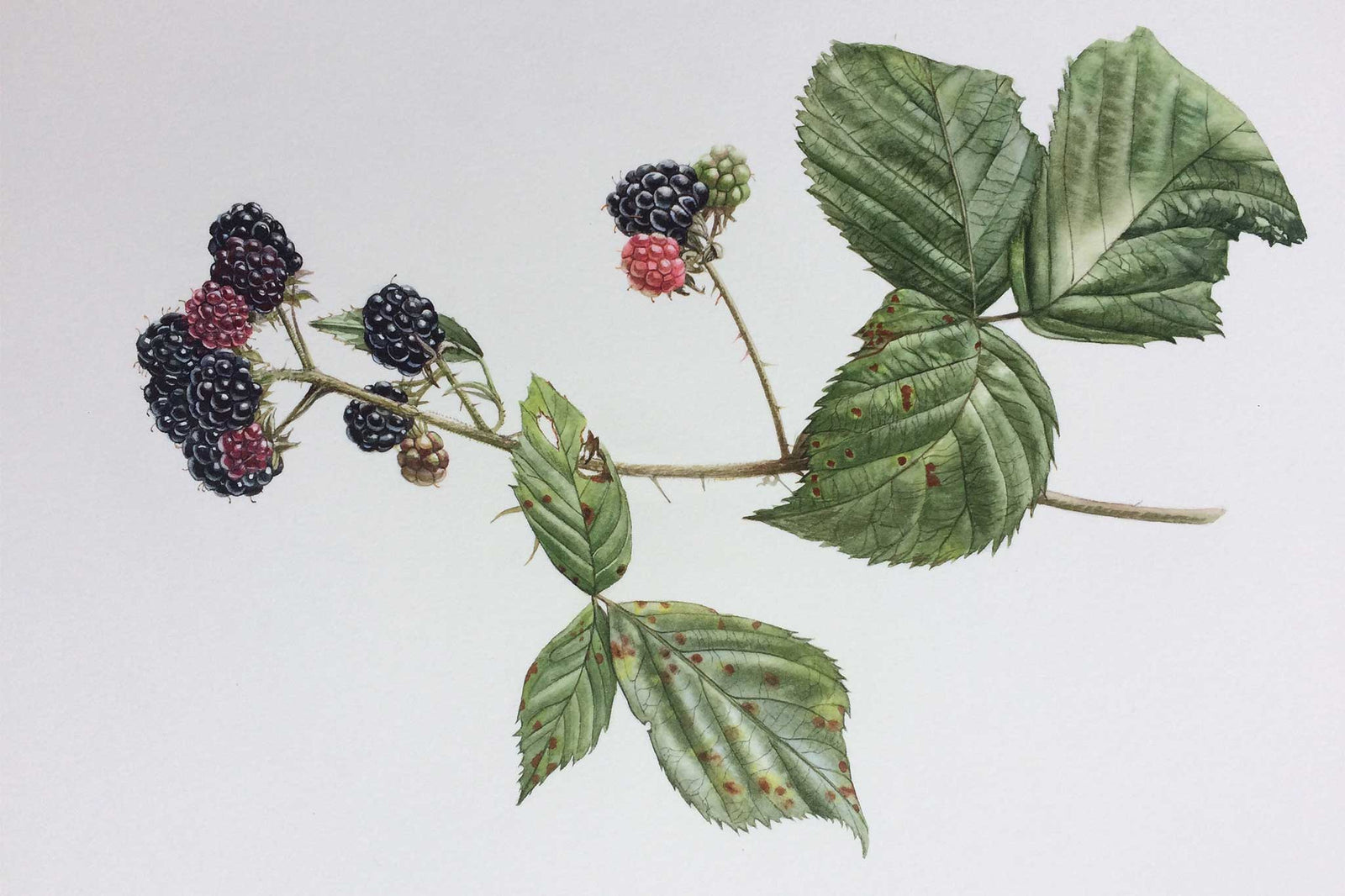 Billy Showell Blackberry - Preview Watercolour Tutorial