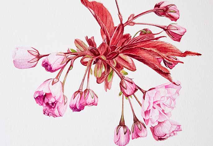 Billy Showell Ornamental Cherry Blossom: Part 2 - Preview Watercolour Tutorial