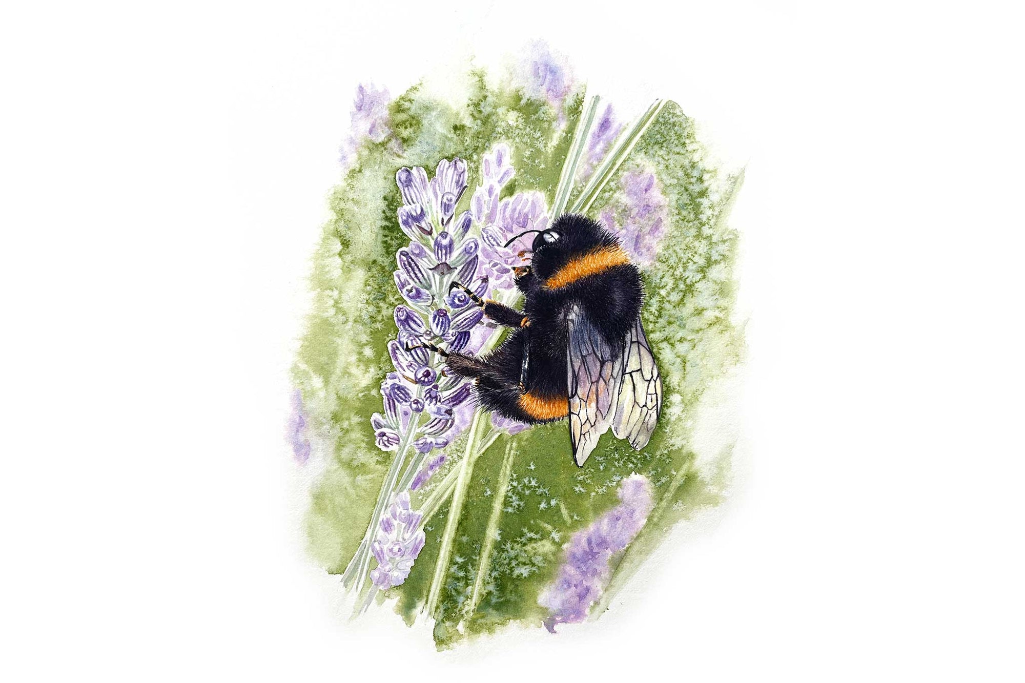 Bee & Lavender - Part 1