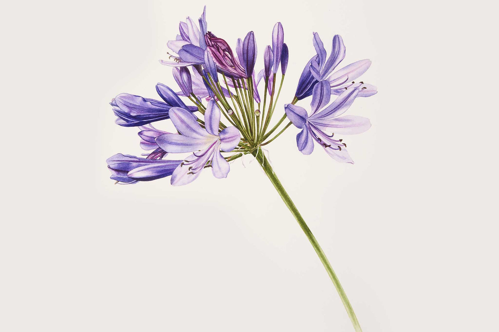 Billy Showell Big Blue Agapanthus (variety ‘Night Sky’) - Preview Watercolour Tutorial