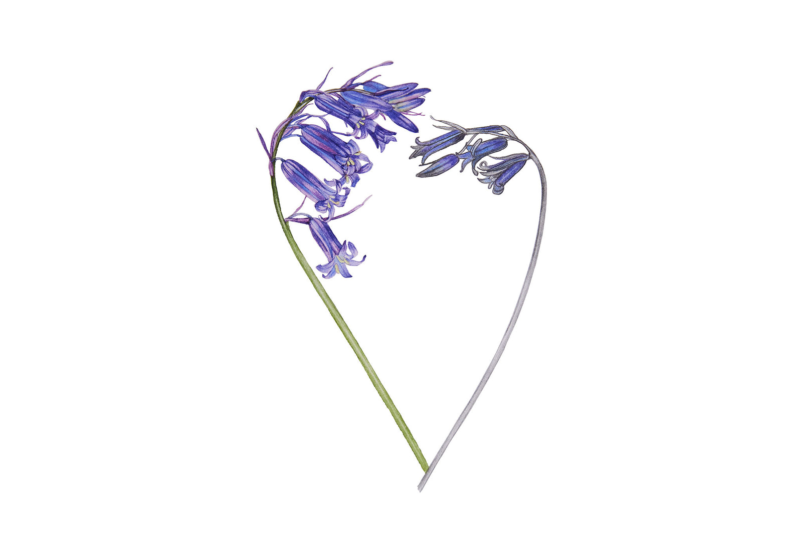Billy Showell Bluebell - Preview Watercolour Tutorial