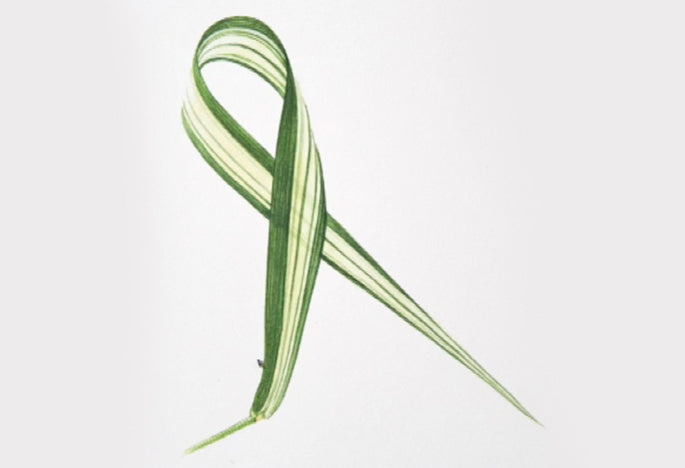 Billy Showell Bouquet Project: Part 1 Phalaris - Preview Watercolour Tutorial