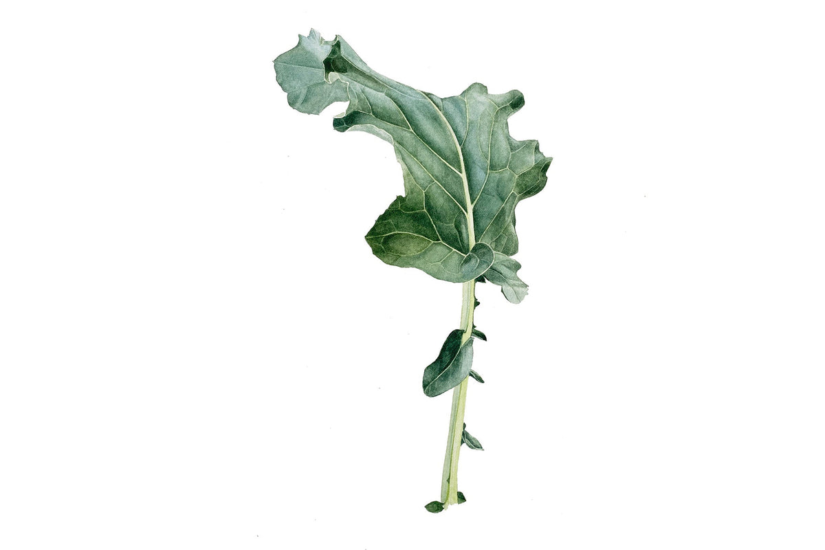 Broccoli Leaf