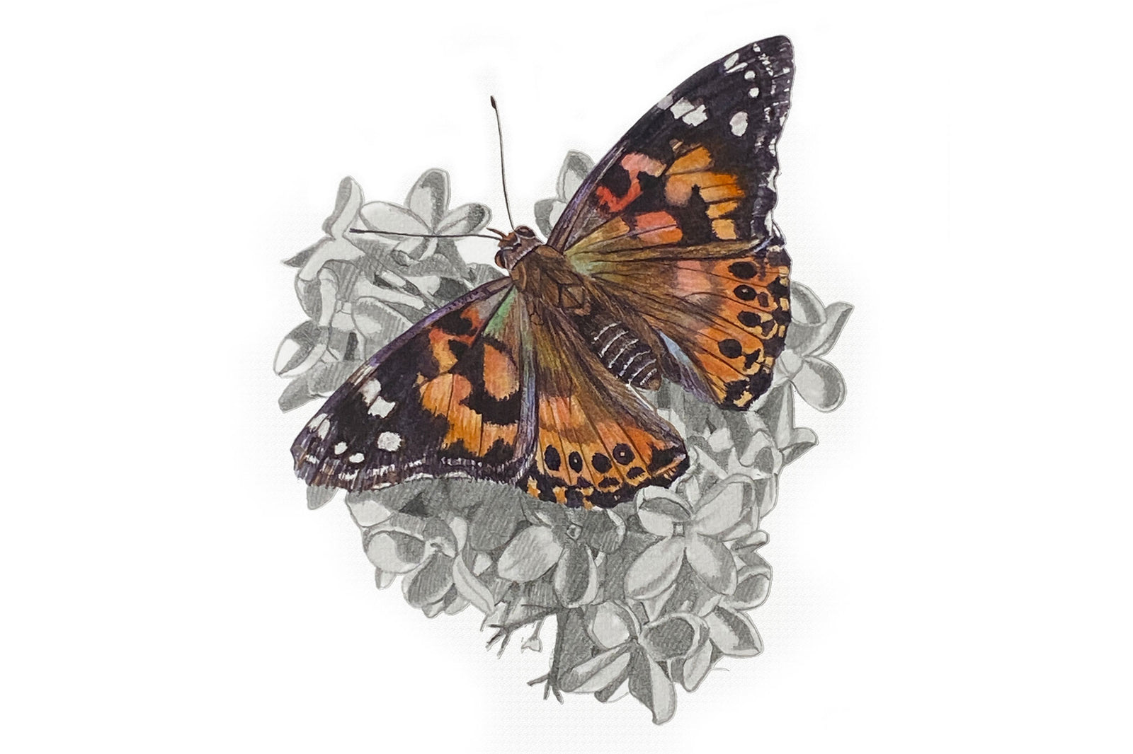 Butterfly Painted Lady & Lilac