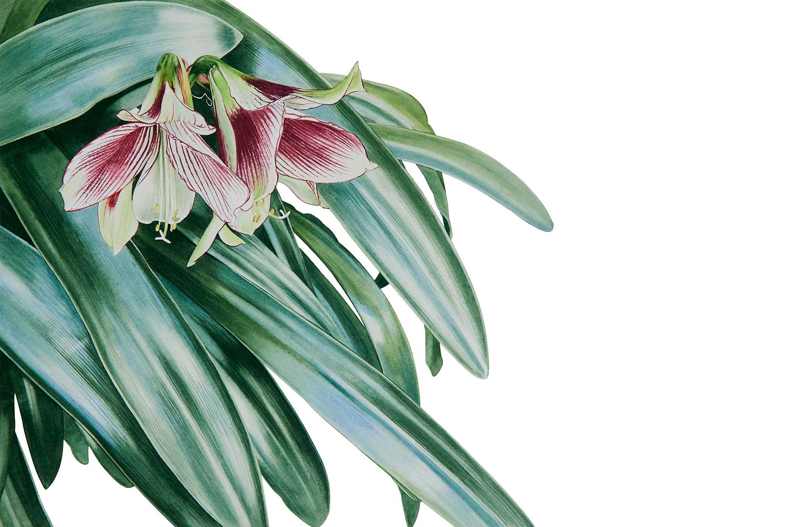 Butterfly Amaryllis (Hippeastrum papilio) Part 2