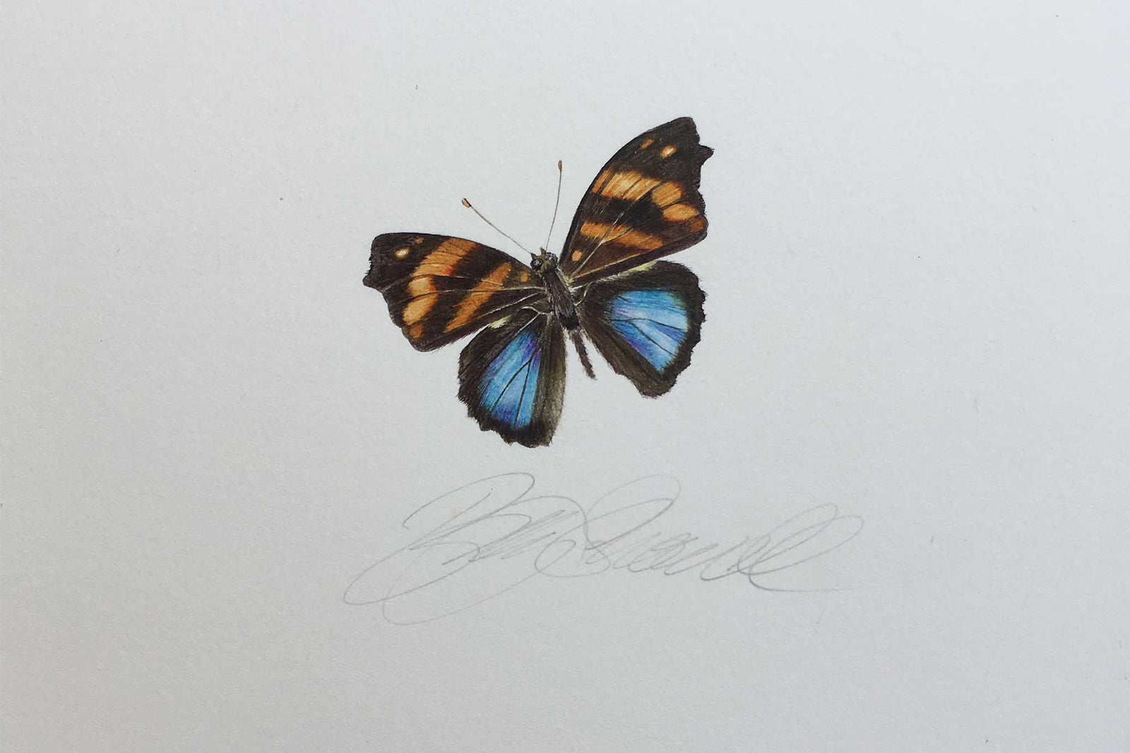 Billy Showell Butterfly Epiphile Orea Negrina - Preview Watercolour Tutorial