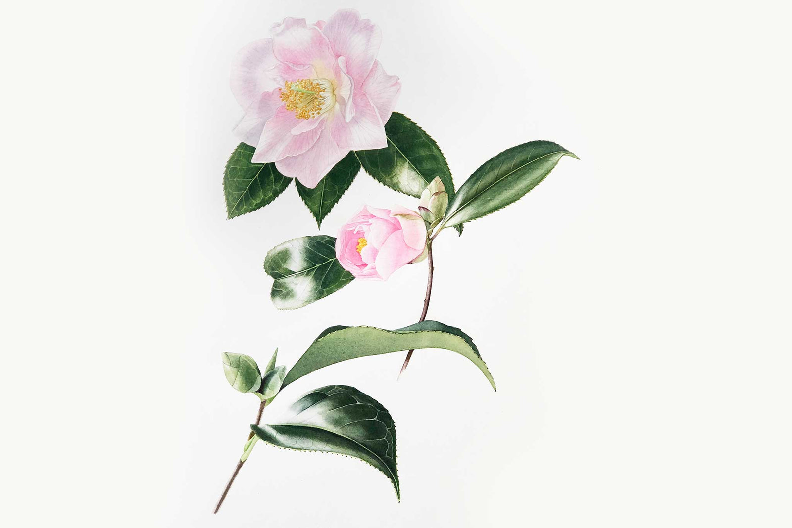 Billy Showell Camellia Flower - Preview Watercolour Tutorial
