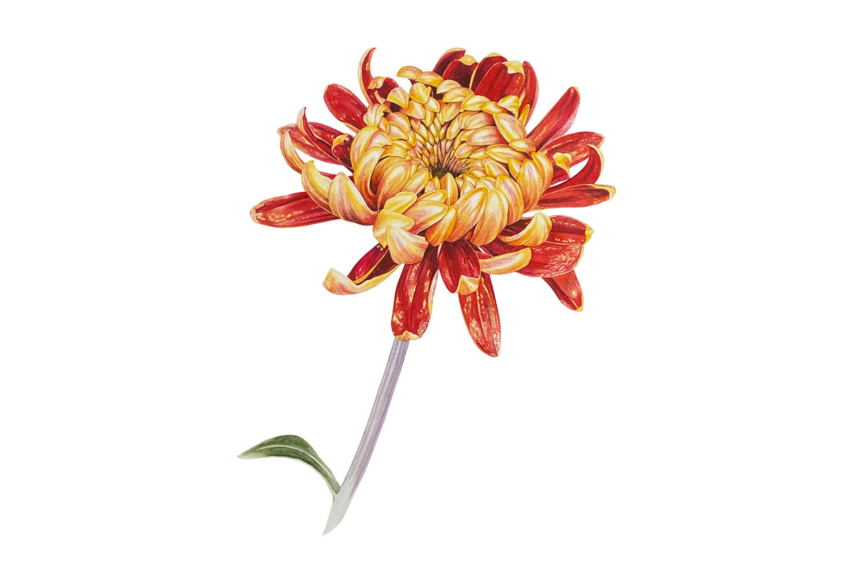 Chrysanthemum Part 2 - Preview