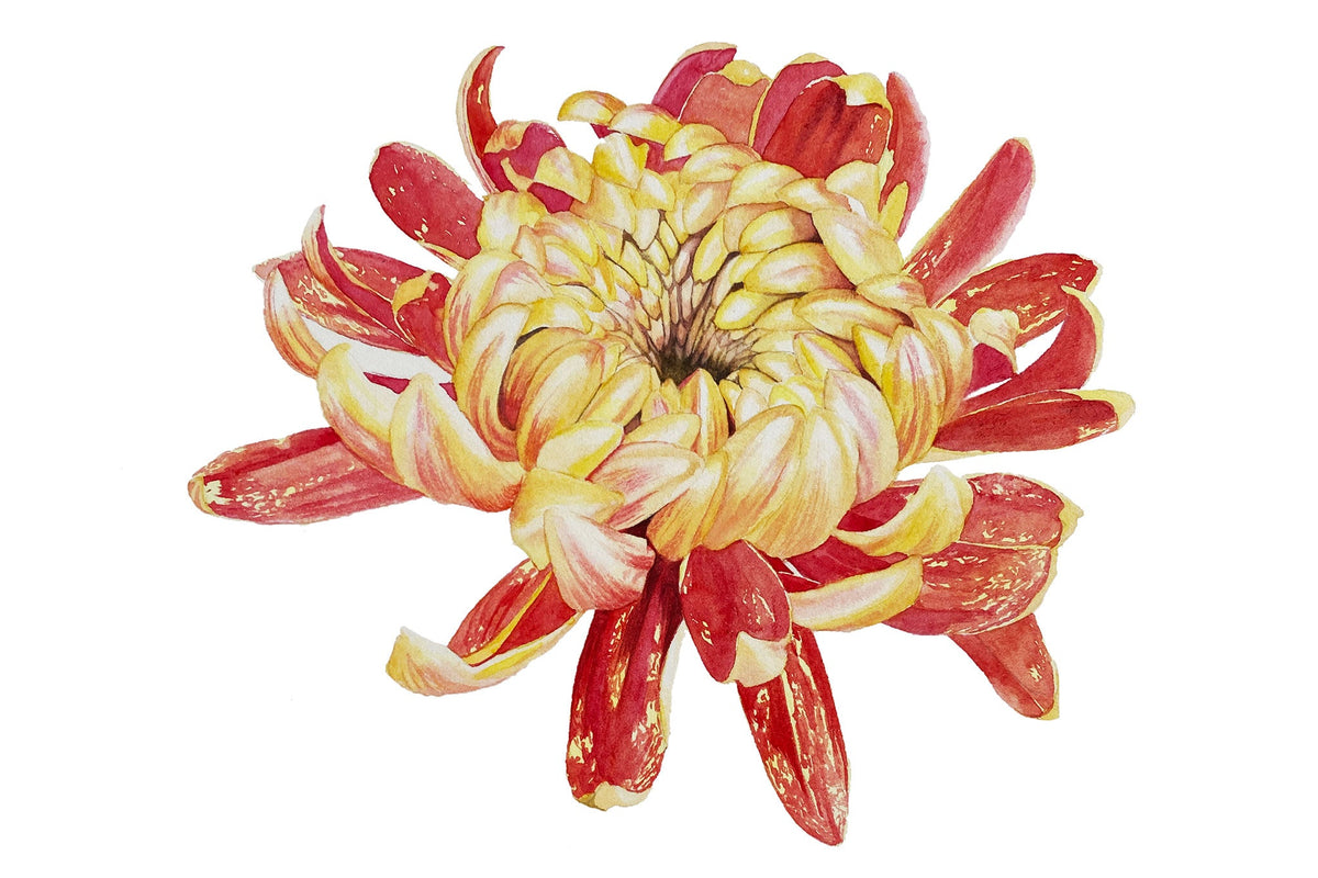 Chrysanthemum Part 1