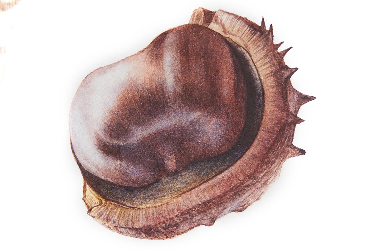 Billy Showell Horse Chestnut / Conker Nut - Preview Watercolour Tutorial
