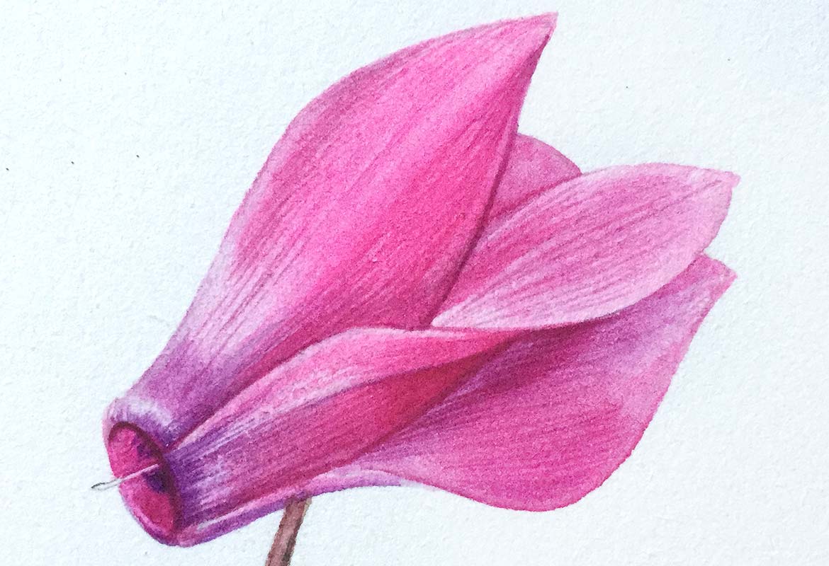 Billy Showell Cyclamen Flower - Preview Watercolour Tutorial