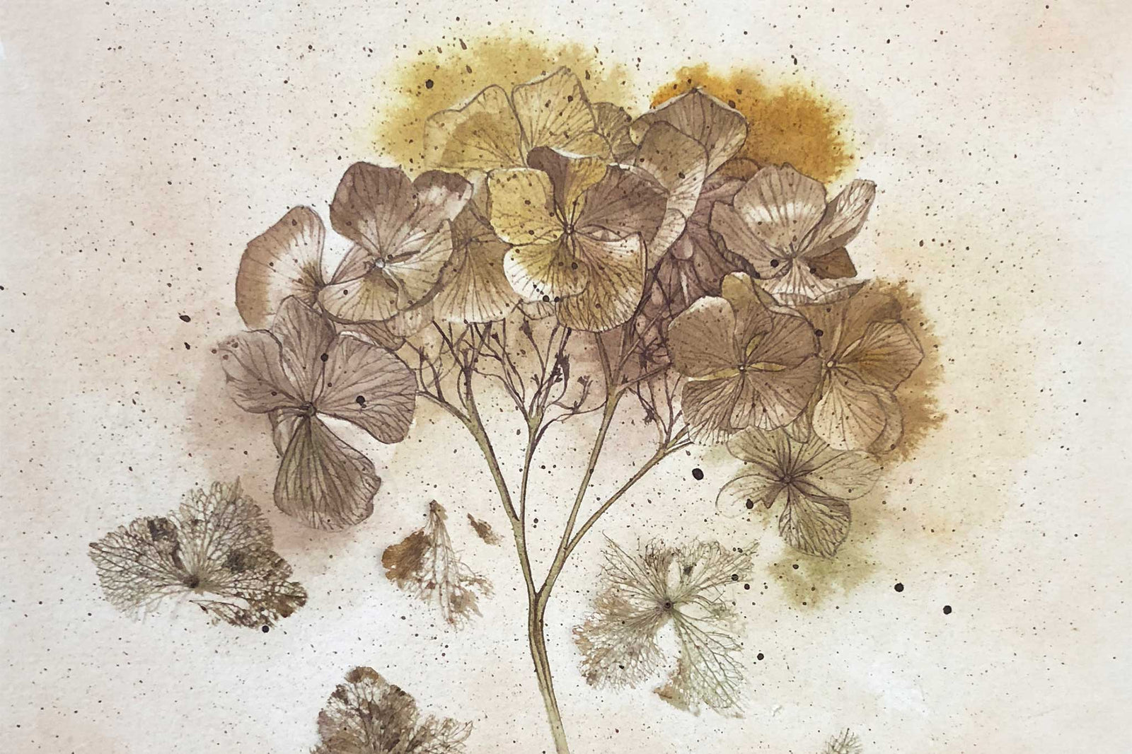 Billy Showell Dried Hydrangea - Preview Watercolour Tutorial