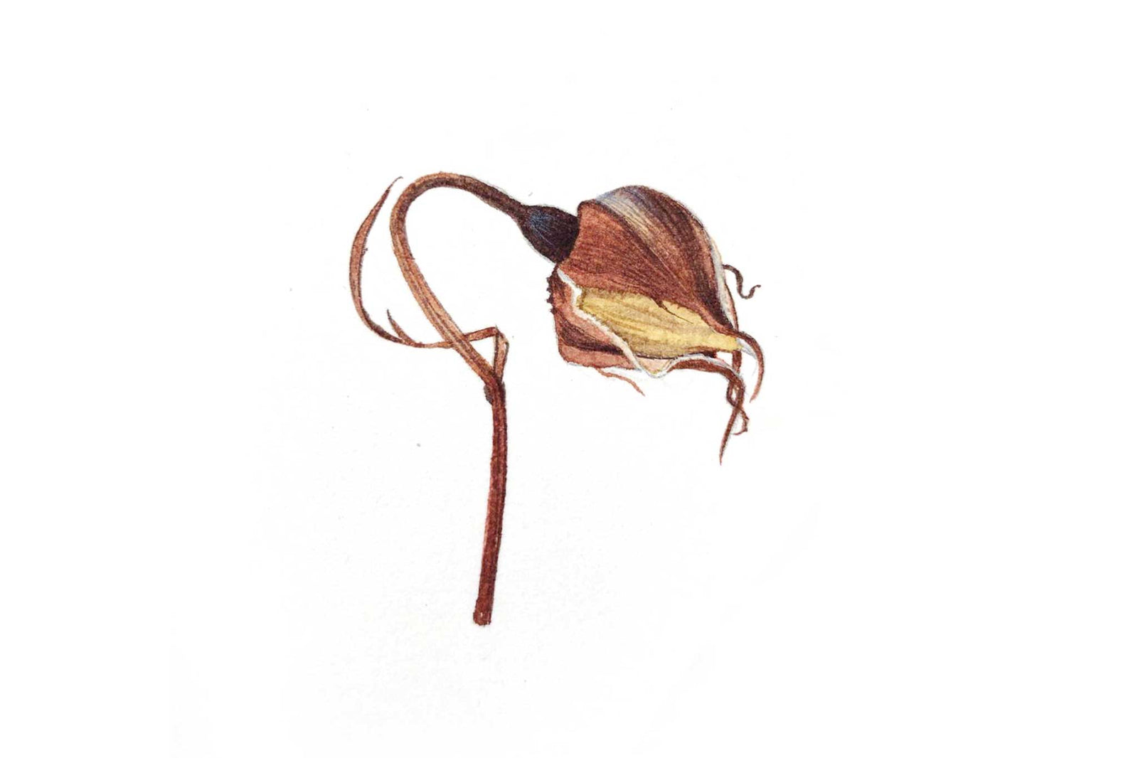 Billy Showell Tiny Dry Rose Bud - Preview Watercolour Tutorial