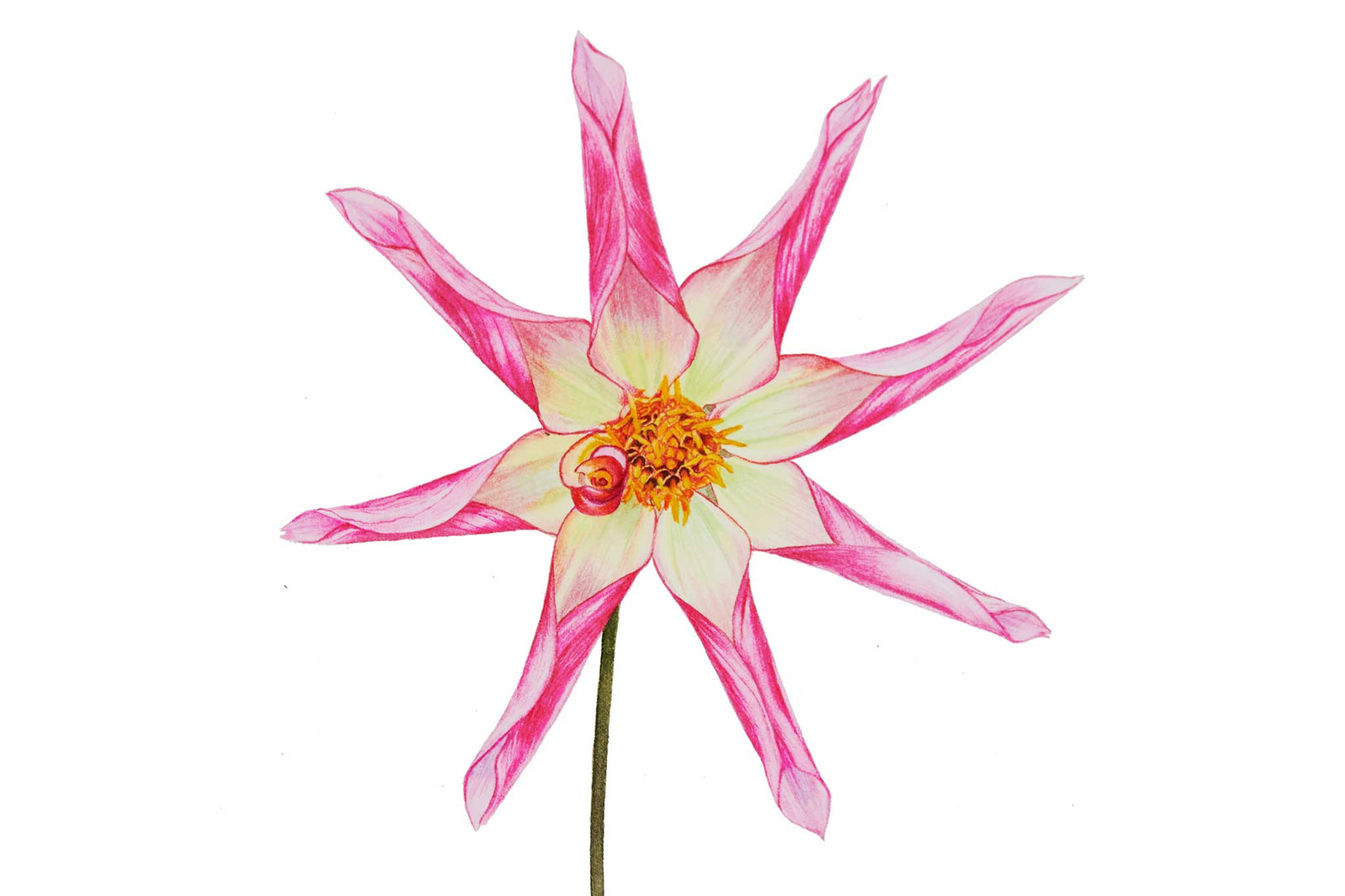 Billy Showell Dahlia: Honka Surprise - Preview Watercolour Tutorial