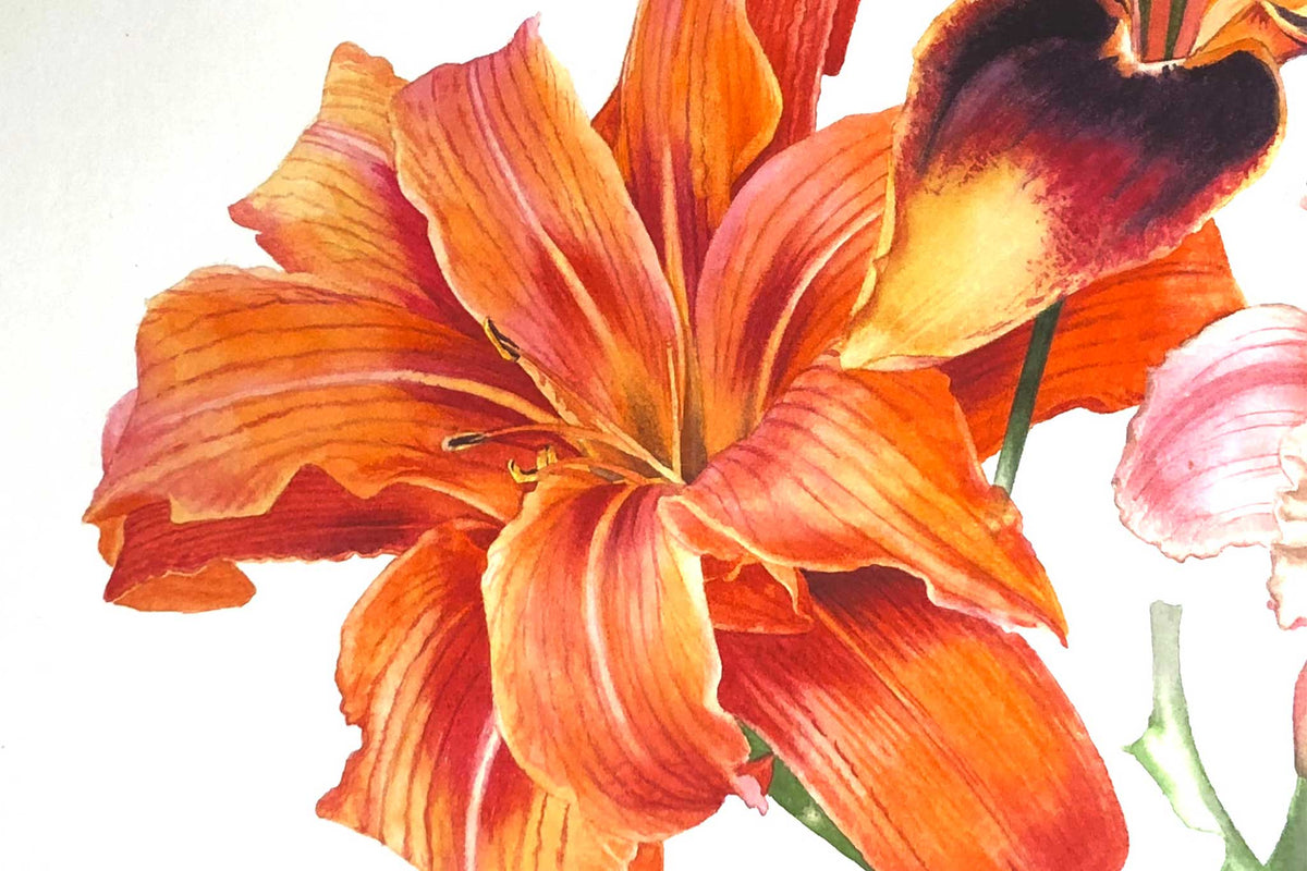 Billy Showell Double Orange Daylily: Beginner - Preview Watercolour Tutorial