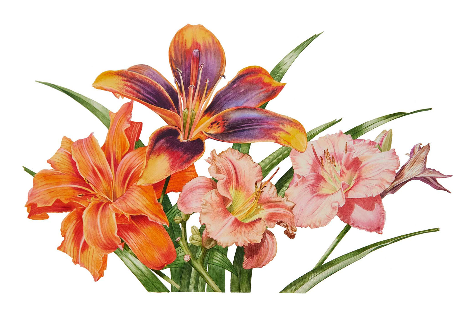 Daylily Rosie Returns - Preview