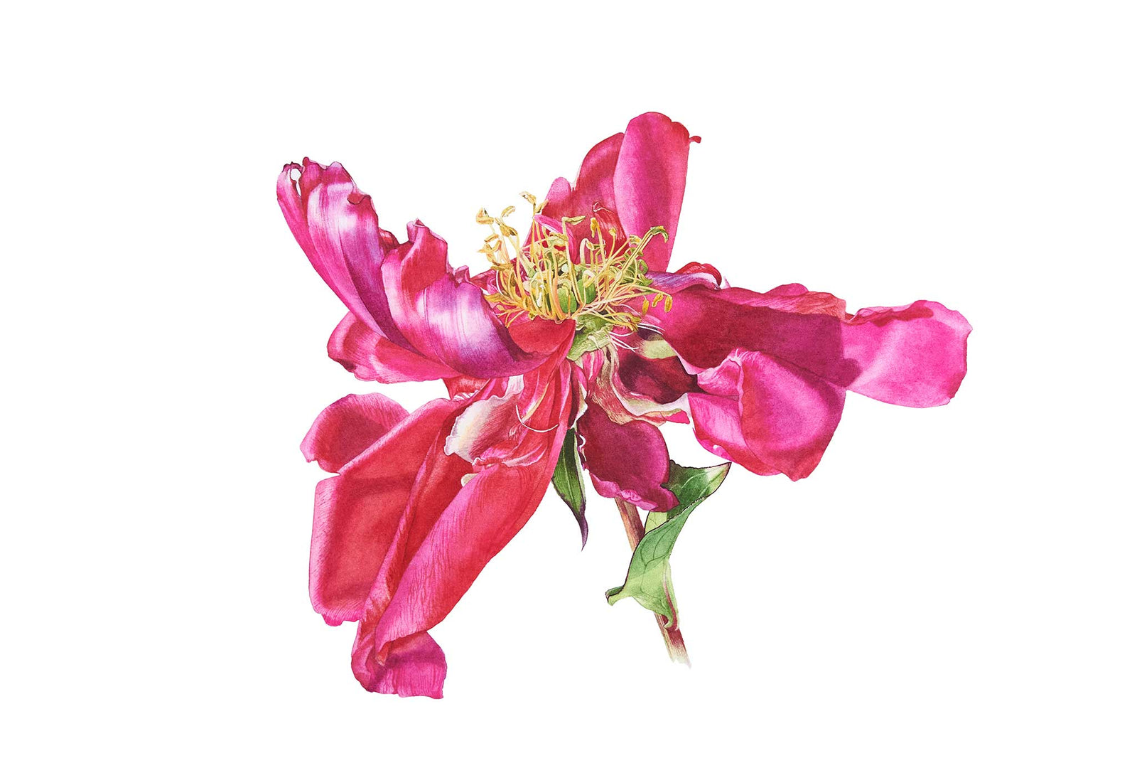 Billy Showell Deep Pink Paeonia: Part 1 - Preview Watercolour Tutorial