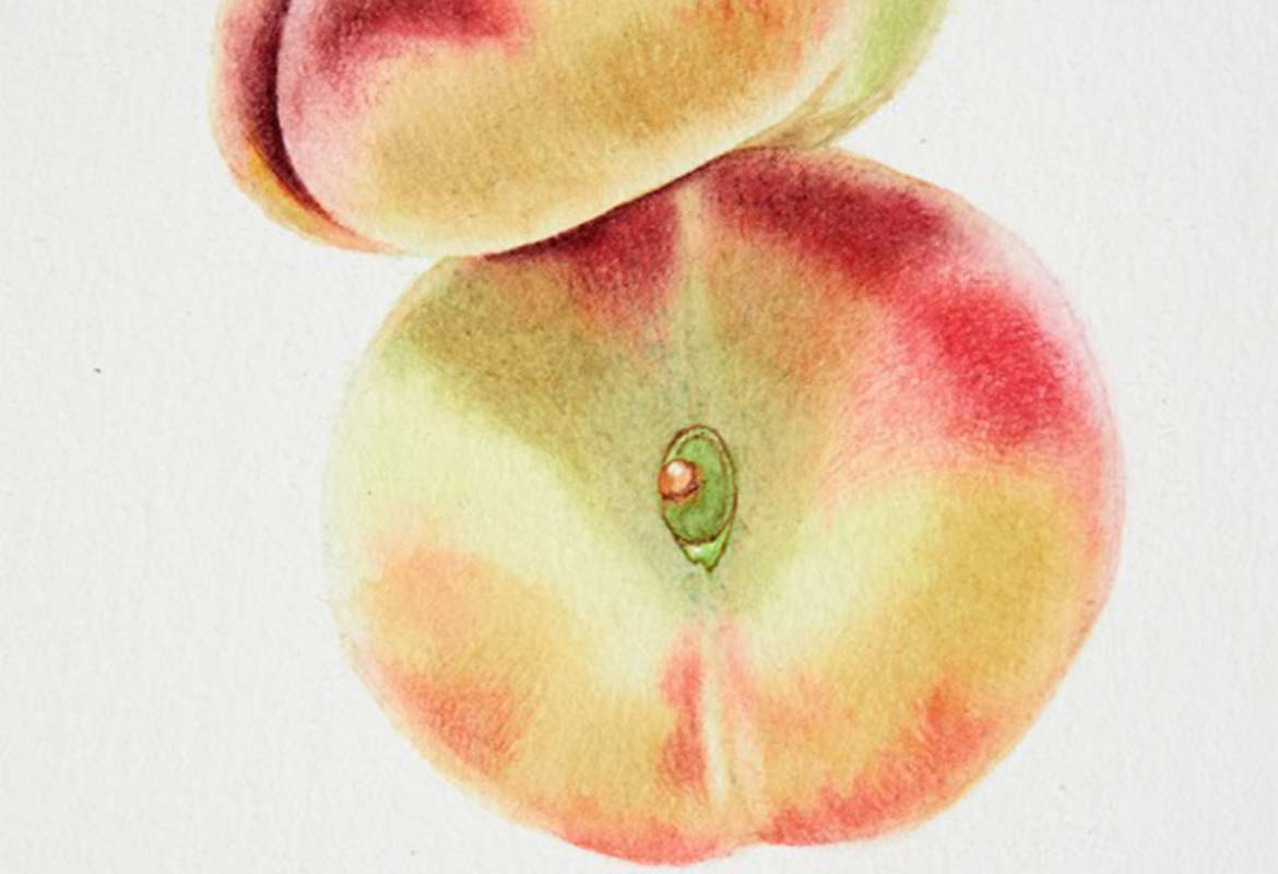 Billy Showell Saturn Peaches aka Donut Peaches: Part 1 - Preview Watercolour Tutorial