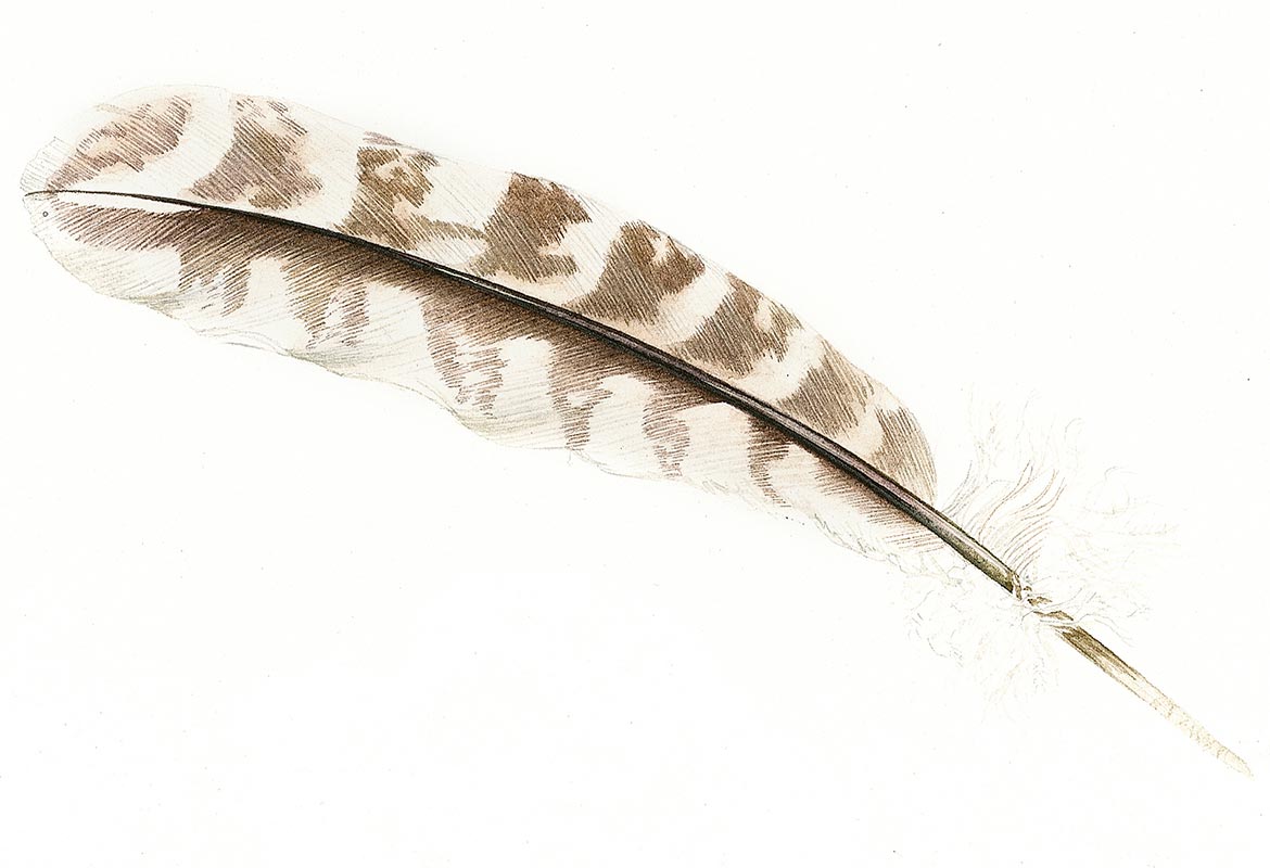 Billy Showell Found Feather - Preview Watercolour Tutorial