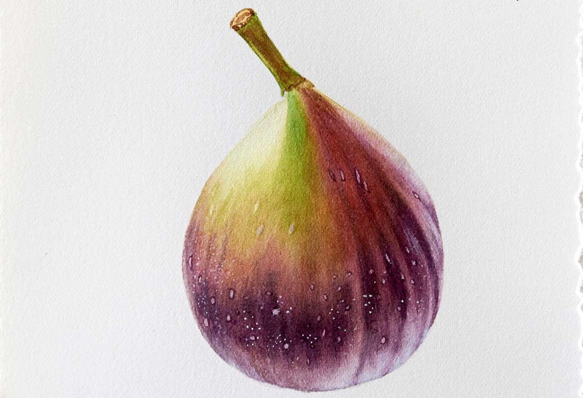 Billy Showell Fig - Preview Watercolour Tutorial