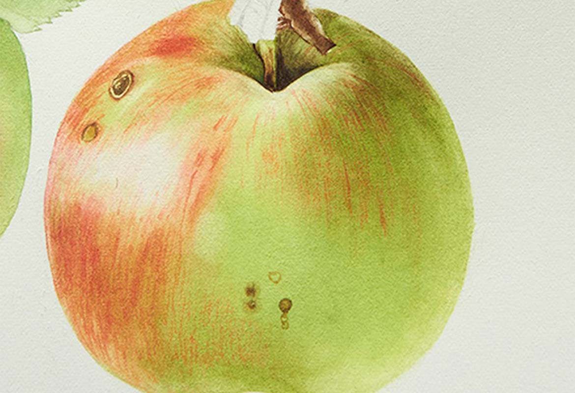 Billy Showell Bramley Apple - Preview Watercolour Tutorial
