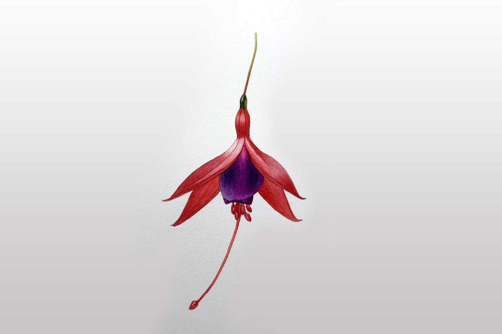 Billy Showell Fuschia - Preview Watercolour Tutorial