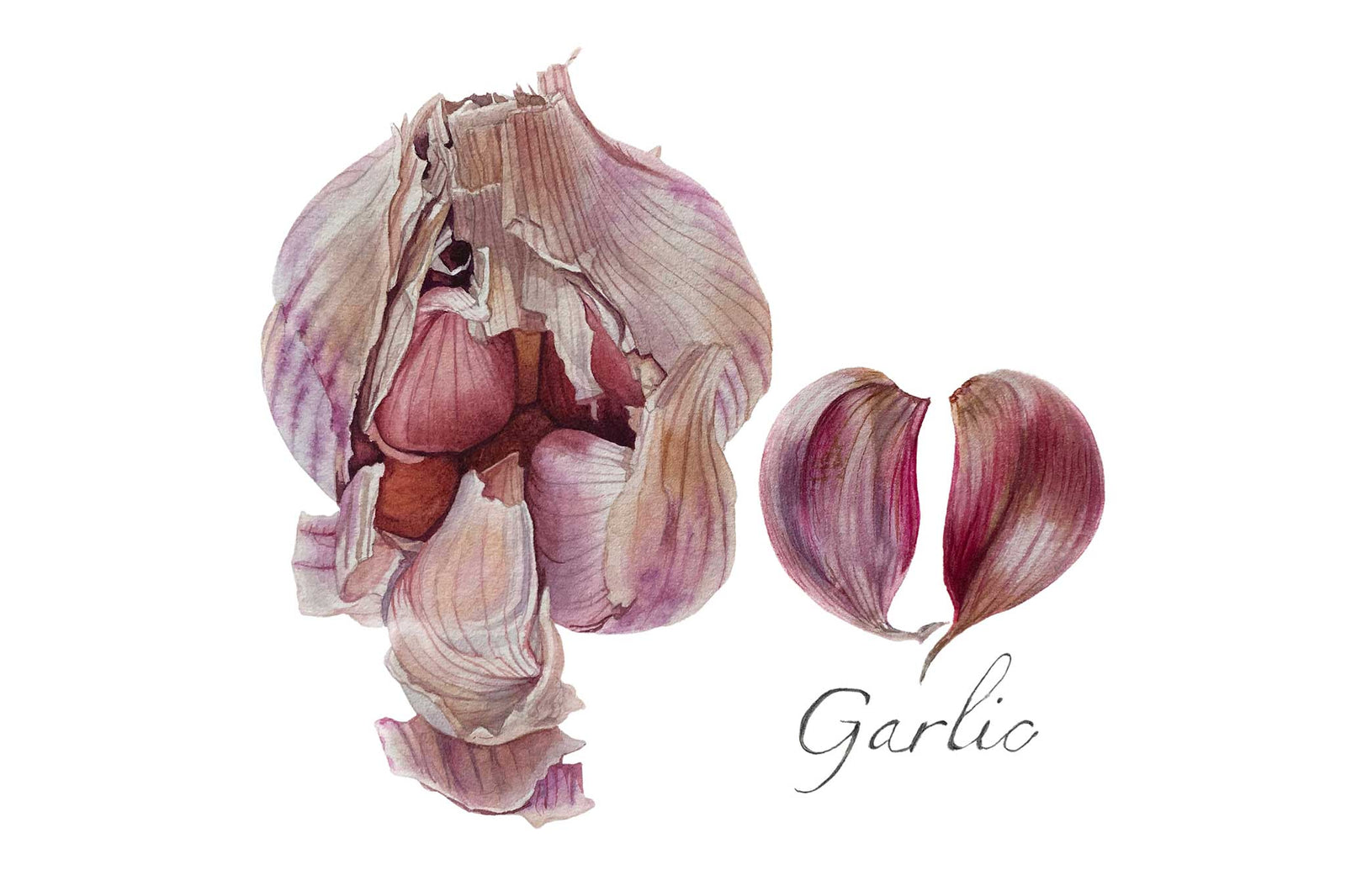 Garlic Bulb