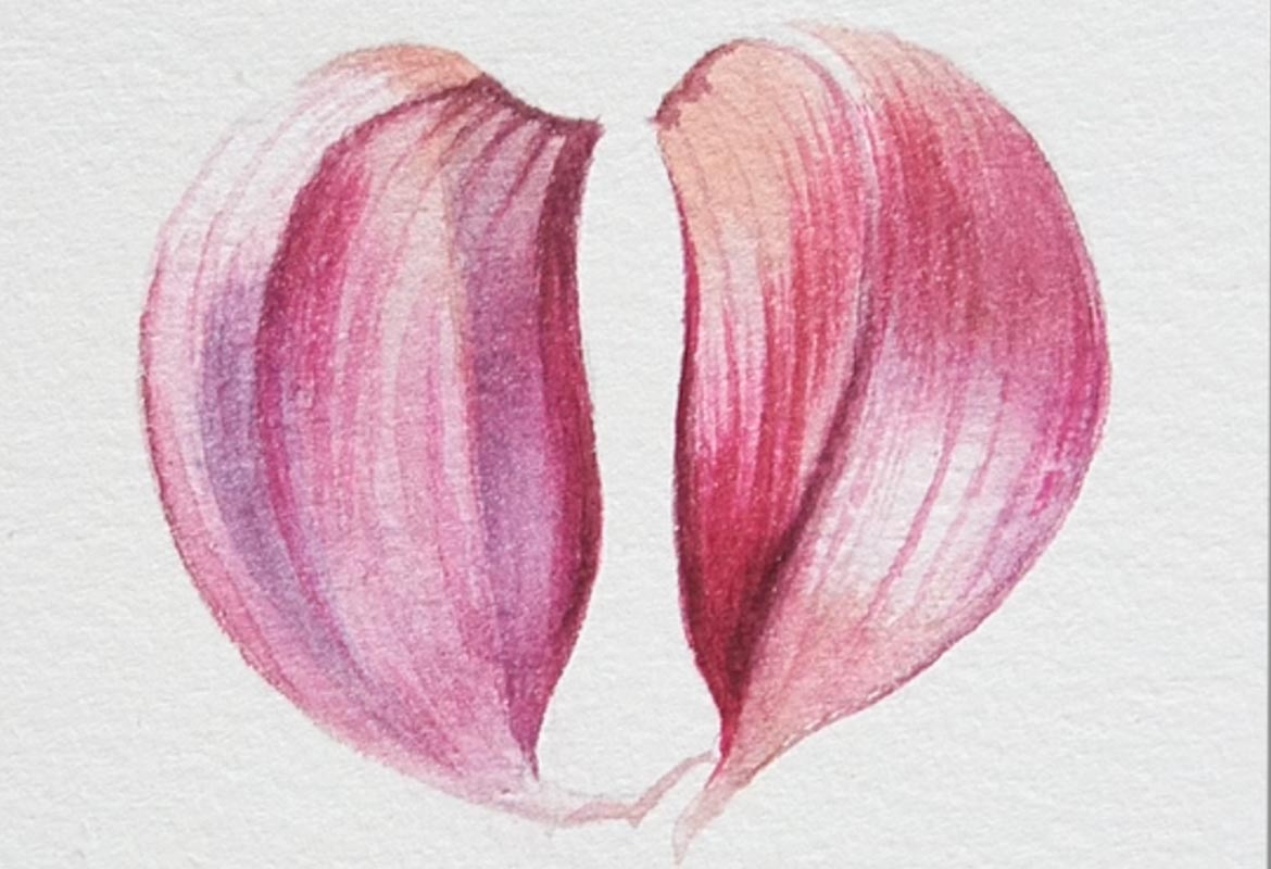 Billy Showell Garlic - Preview Watercolour Tutorial