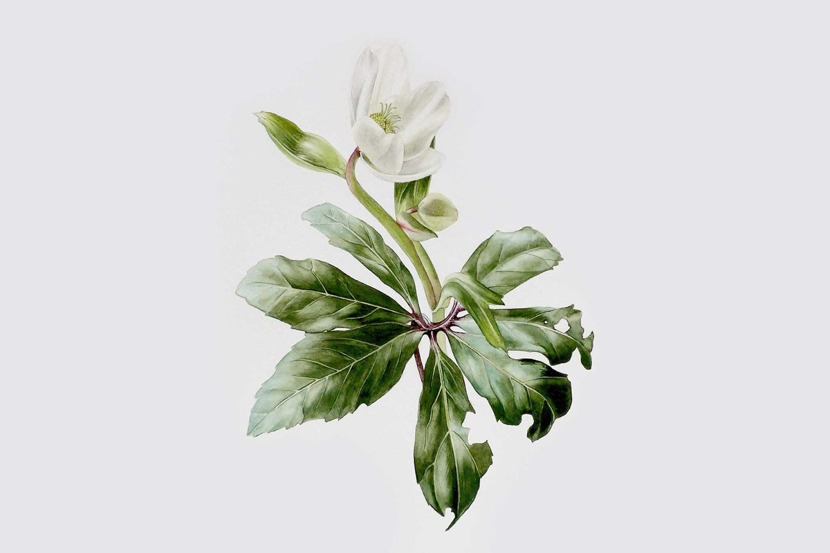 Billy Showell White Hellebore Leaf - Preview Watercolour Tutorial