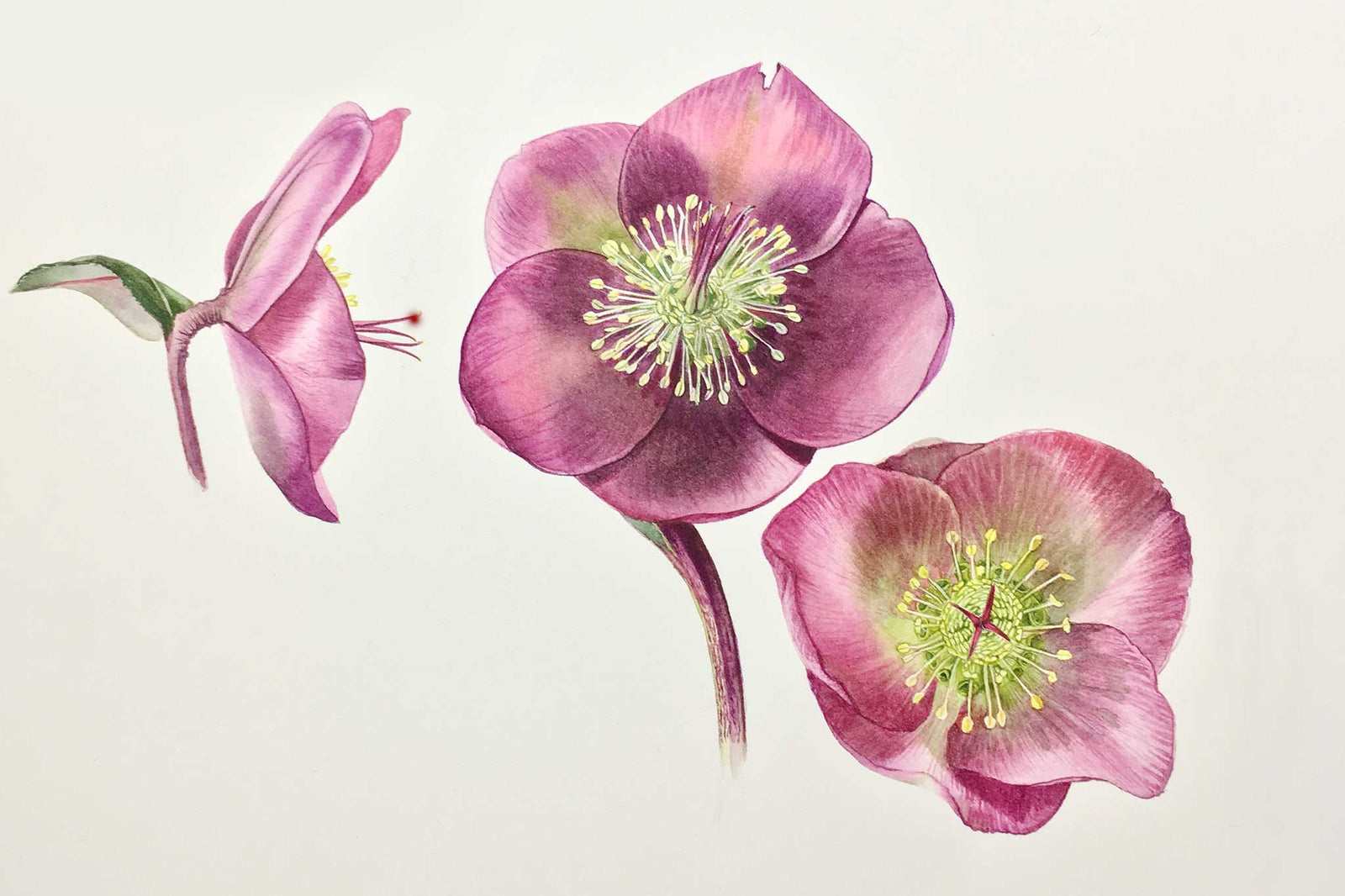 Billy Showell Hellebore Stamens - Preview Watercolour Tutorial