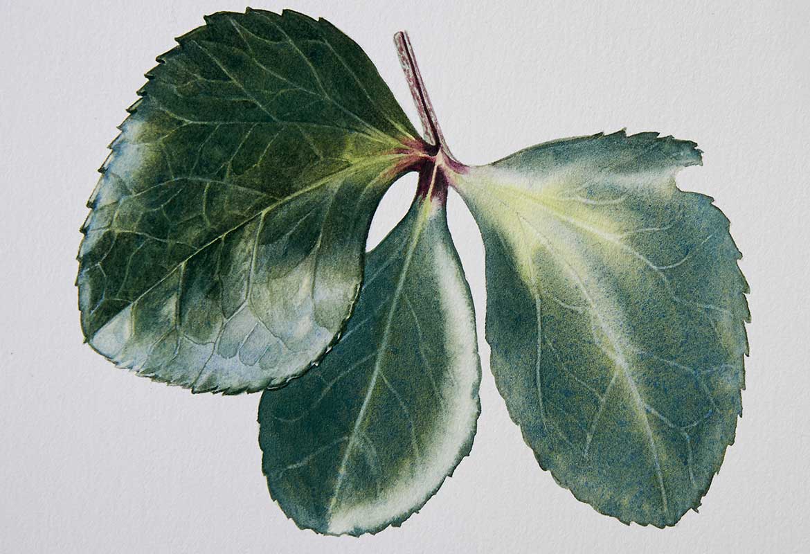 Billy Showell Hellebore Leaf - Preview Watercolour Tutorial