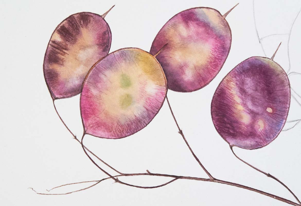 Billy Showell Honesty Seed Cases - Preview Watercolour Tutorial