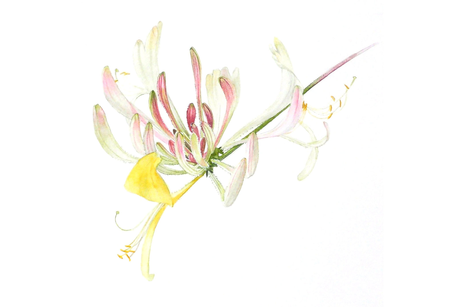 Billy Showell Honeysuckle - Preview Watercolour Tutorial